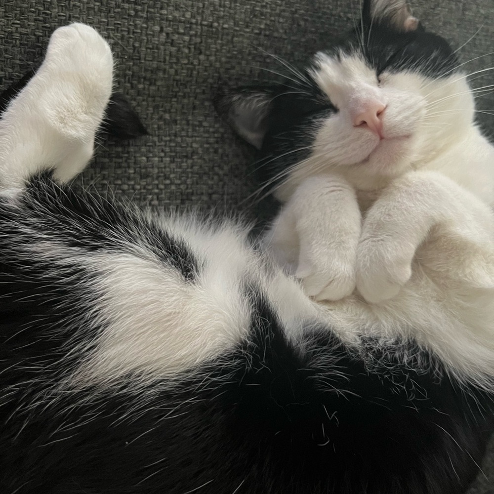 Meet your Posher, Tasha